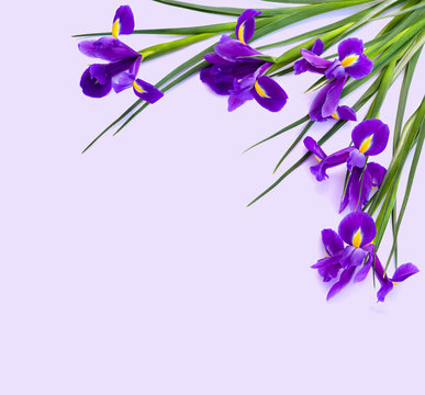 Bouquet of violet Irises xiphium (Bulbous iris, Iris sibirica) on a violet background with space for text. Top view, flat lay