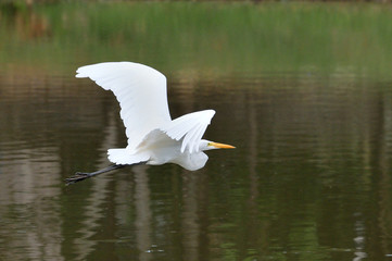 Big white Egret flying over a lake