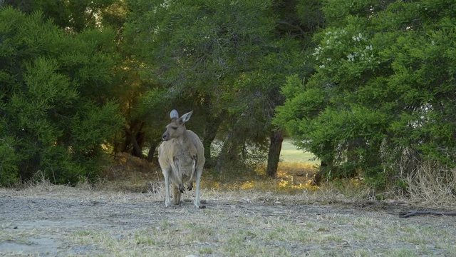 Kängurus auf Heirisson Island Swan River, East Perth in Western Australia - Western Gray Giant kangaroo 
