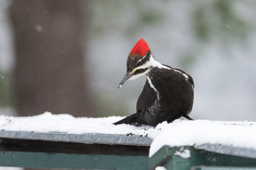 Pileated Woodpecker (Dryocopus pileatus).   Big black woodpecker with a red crown, lands on a feeding platform in a woodland snow flurry.