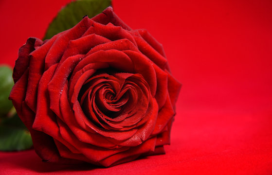 Valentine's day background with amazing red rose and copy space 