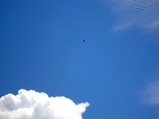 Bird in the sky - JAK-03