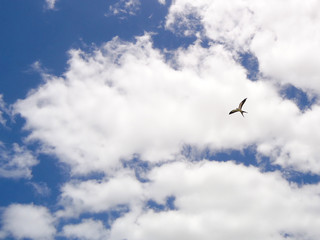 Bird in the sky - JAK-05