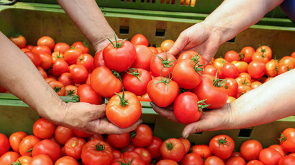 Farmer Hands With Freshly Harvested Tomatoes