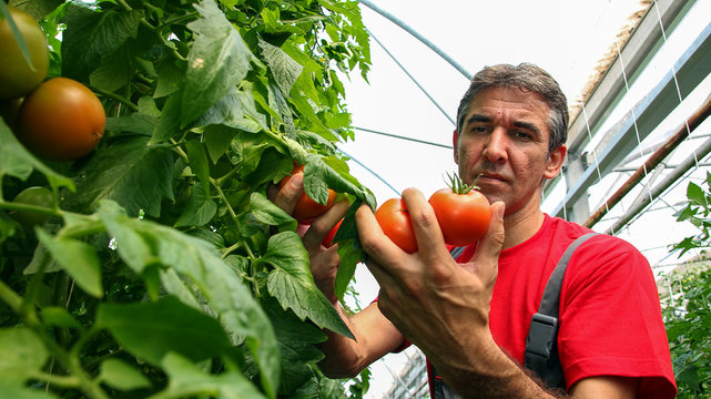 Tomato Grower in Polytunnel