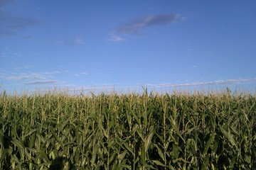 Campo de maíz