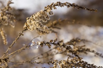 Frozen bubble during winter. Slovakia