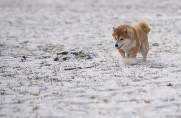 Red Shiba inu dog on the snow