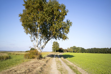 Feldweg auf der Insel Usedom, Mecklenburg-Vorpommern, Deutschlan