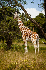 Rothschild Giraffe