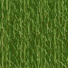 Green grass,  seamless pattern. The Bush grass.Vector illustration.