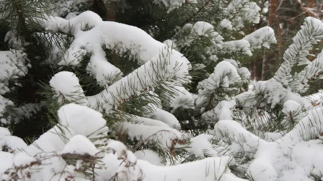 Beautiful tree covered with snow, close-up view, in the frosty winter, the Christmas forest