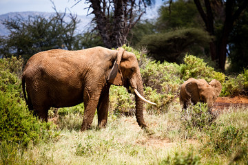 Fototapeta na wymiar African Elephant Mom and Calf