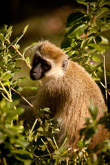 Vervet Monkey