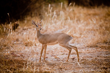 Dik Dik