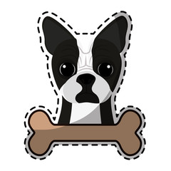 boston terrier dog breed emblem icon image sticker vector illustration design 