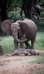 African Elephant Calf Laying down