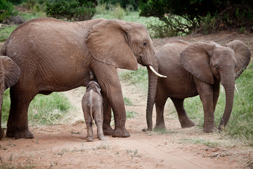 Fototapeta premium African Elephant Calf Nursing