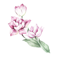 Bouquet of tulips. Hand draw watercolor illustration