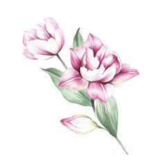 Bouquet of tulips. Hand draw watercolor illustration