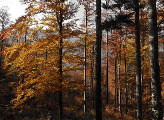 Bright and dark autumn colours in beech forest