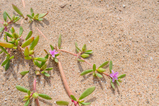 Beach succulents with pink flower