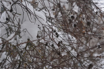 Obraz premium beautiful winter landscape, horizontal, wild rose bush in the snow, nature, wilderness 