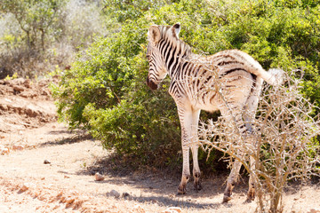 Baby Zebra standing next to the bushes