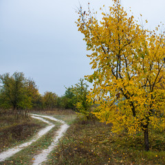dirt road in  forest
