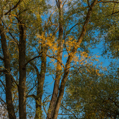 autumn trees