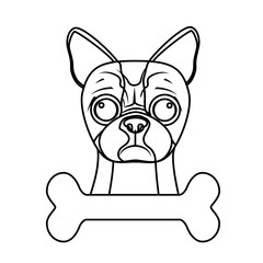 boston terrier dog breed emblem icon image vector illustration design 
