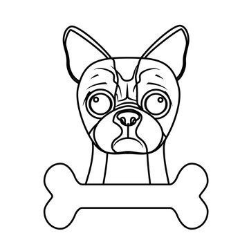 boston terrier dog breed emblem icon image vector illustration design 