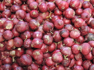 Oignon rouge (Alium cepa)