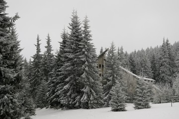 Obraz premium Nature under the snow during winter. Slovakia