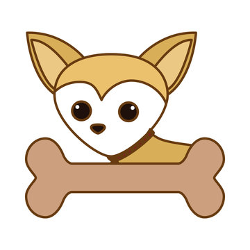 cute chihuahua dog icon over white background. colorful design. vector illustration