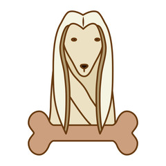 afghan hound dog icon over white background. colorful design. vector illustration
