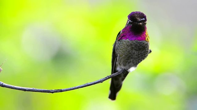 Anna's Hummingbird