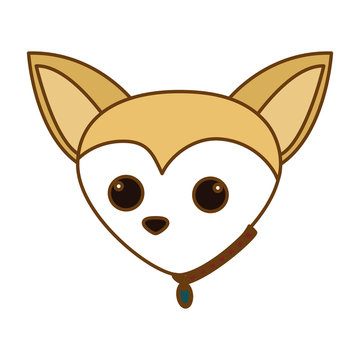 chihuahua dog face icon over white background. colorful design. vector illustration
