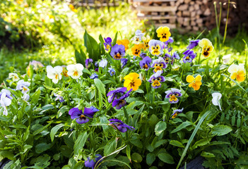 Beautiful Pansies or Violas growing on the flowerbed in garden