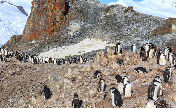 Chinstrap penguins family members gathering on the rocks, Half M