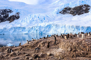 Obraz premium Rocky coastline overcrowded by gentoo pengins and glacier in the