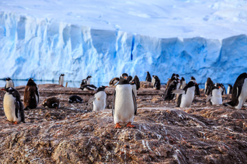 Gentoo penguin colony on the rocks and glacier in the background