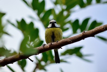 Small blue tit  perched on tree branch

