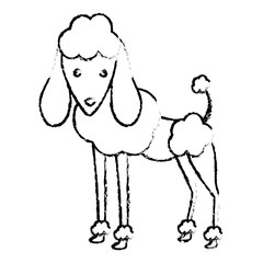 pedigree dog breed icon image sketch style vector illustration design 