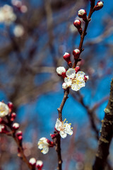 blossoming flower of trees.