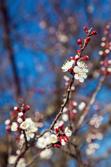 blossoming flower of trees.