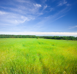 A field of blooming flax