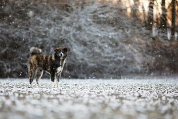 Akita Inu winter portrait.