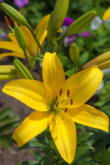 Yellow flower lily growing.