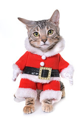 bengal kitten dressed